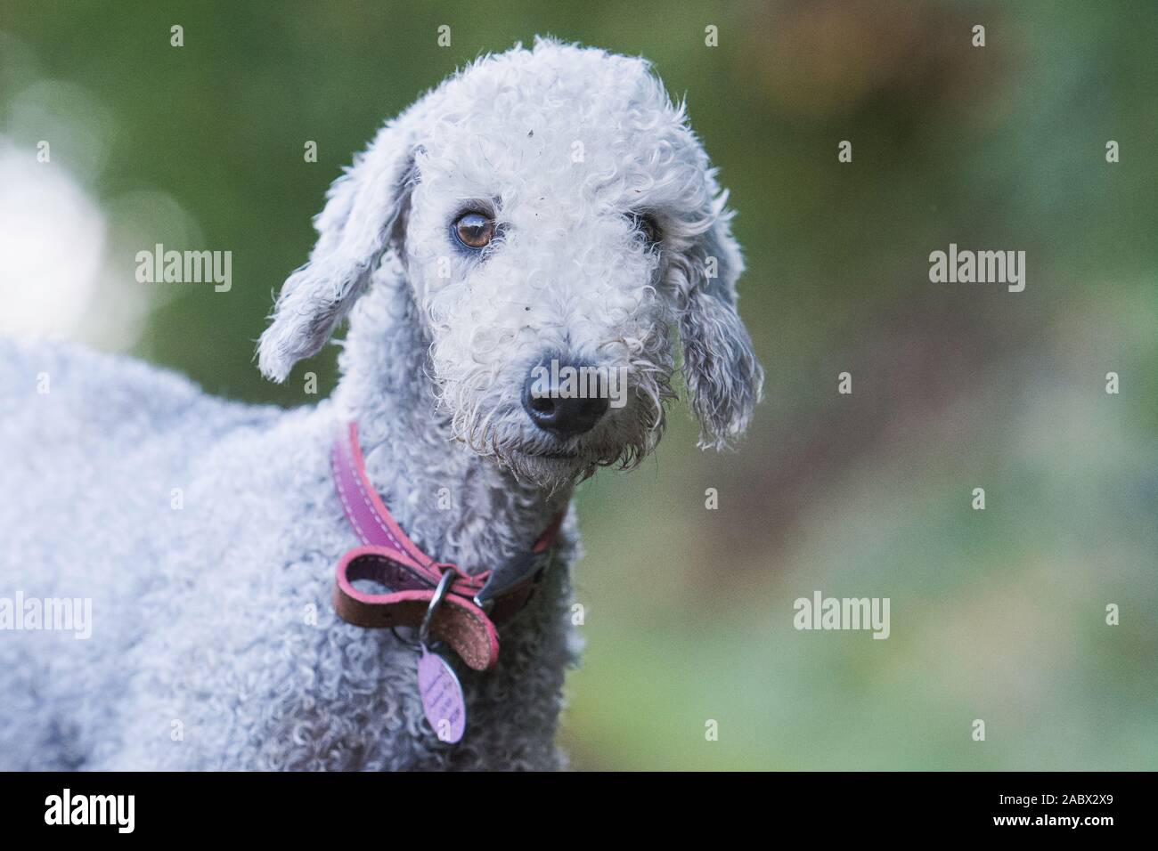 headshot d'un terrier de beddlington Banque D'Images
