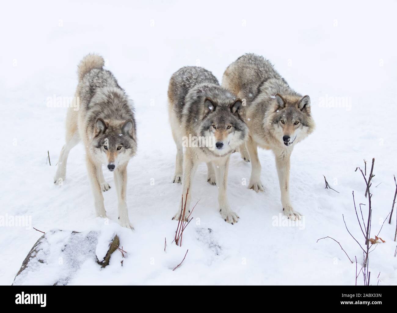 Le loup commun ou le loup gris Canis lupus, isolé sur fond blanc, Timber Wolf Pack l'article dans la neige au Canada Banque D'Images