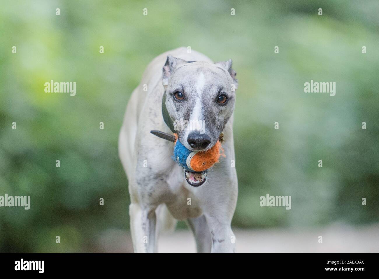 lurcher avec balle de tennis dans la bouche Banque D'Images