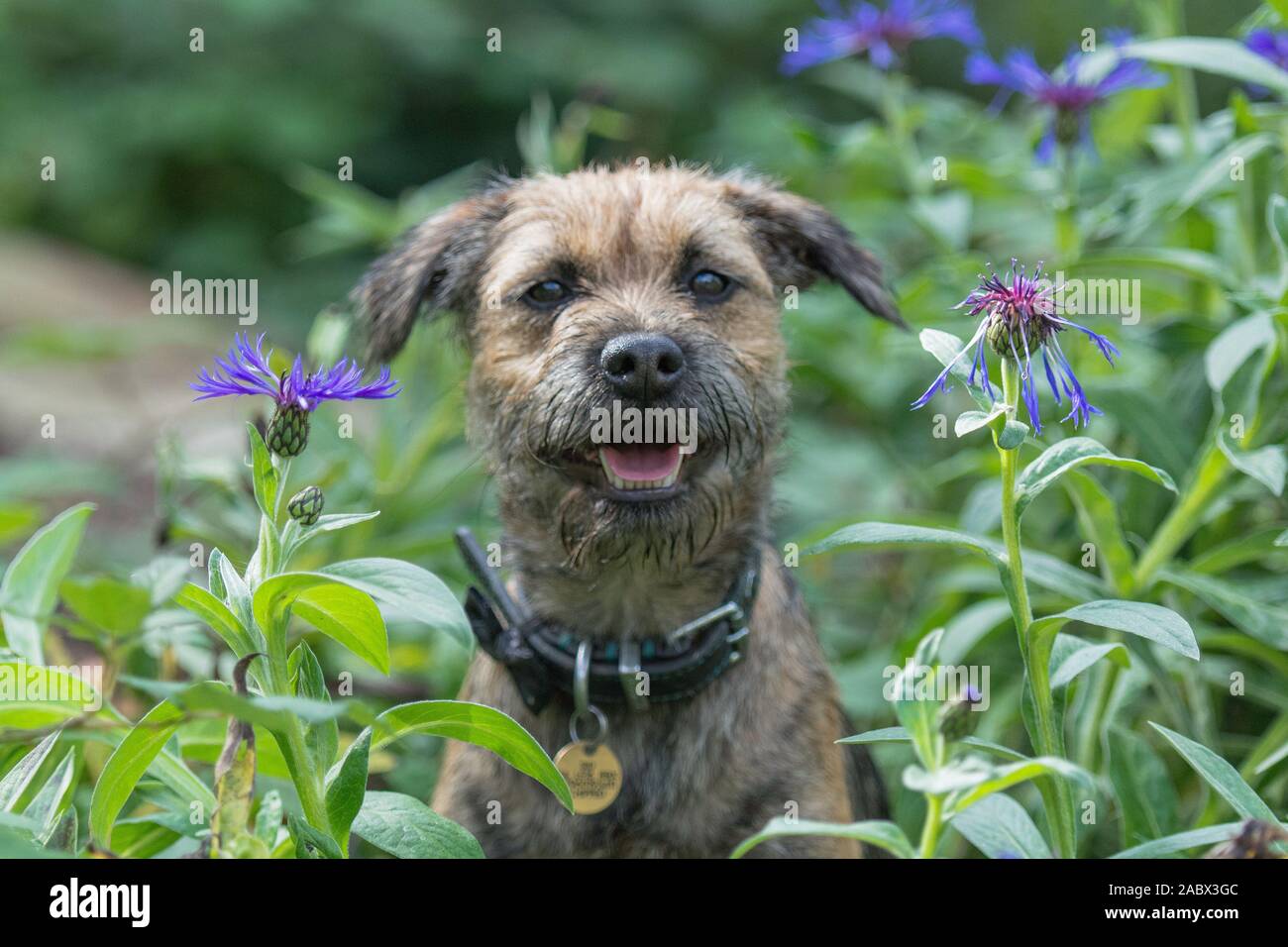 photo de la bordure du terrier en regardant la caméra Banque D'Images