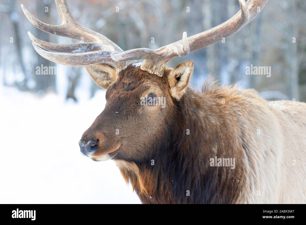 Taureau avec de grands bois isolés sur un fond blanc marchant dans la neige hivernale au Canada Banque D'Images