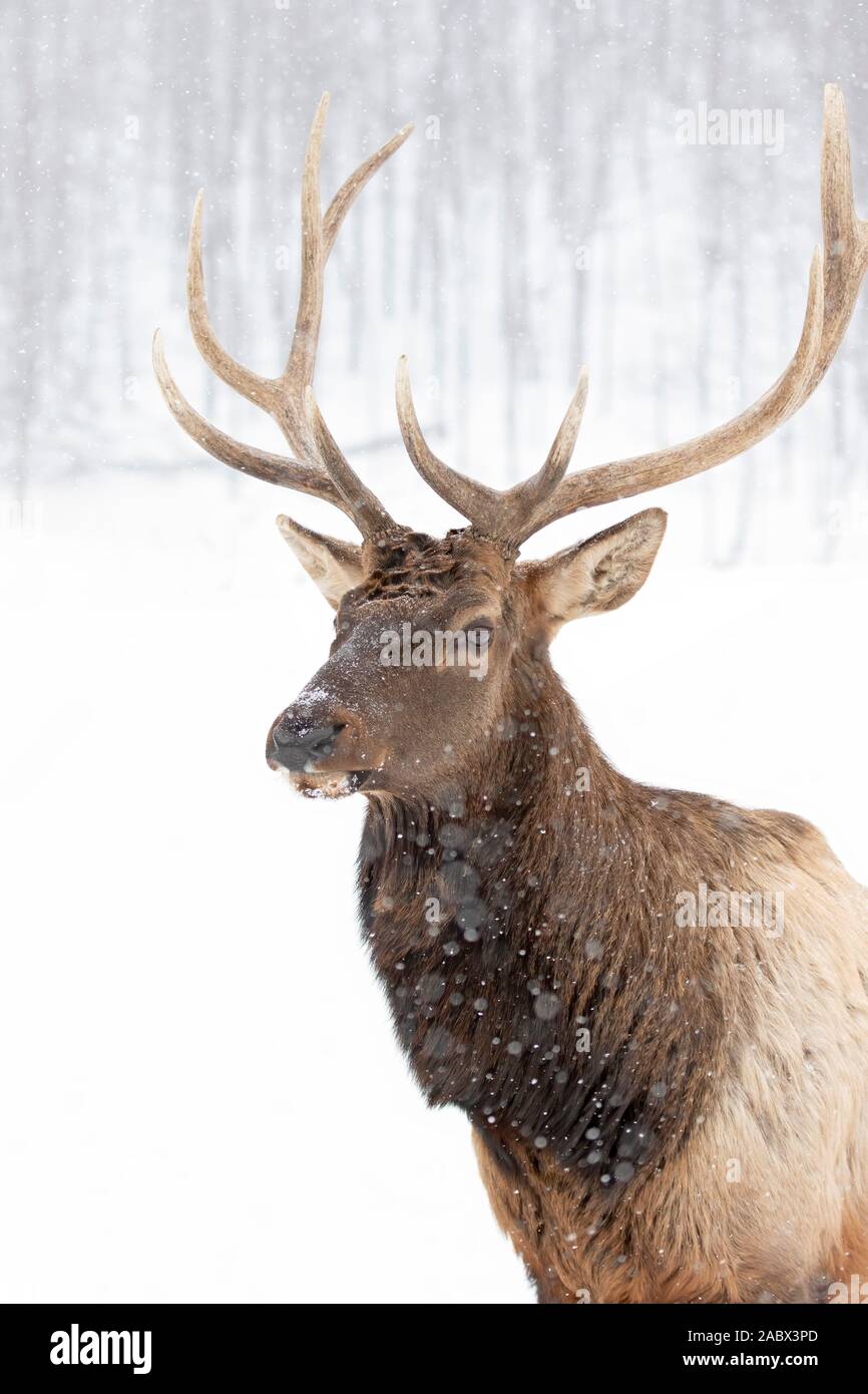 Taureau avec de grands bois isolés sur un fond blanc marchant dans la neige hivernale au Canada Banque D'Images