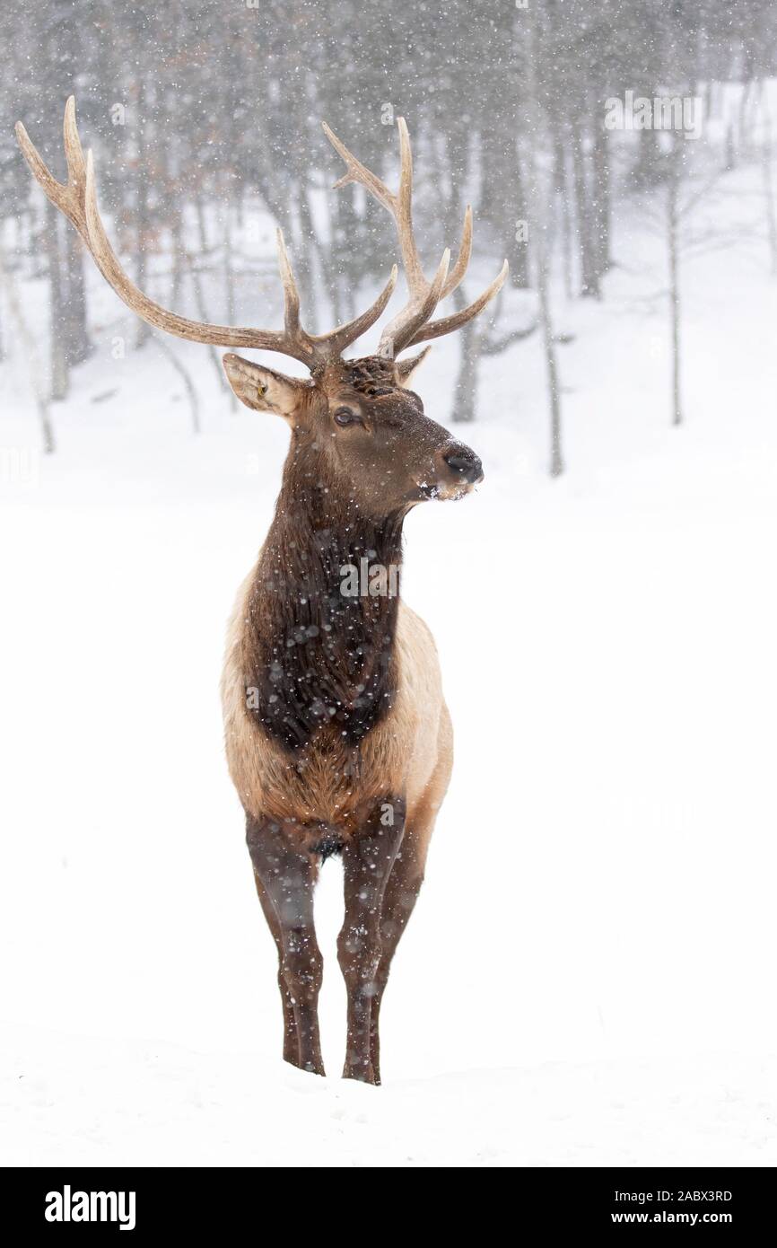 Taureau avec de grands bois isolés sur un fond blanc marchant dans la neige hivernale au Canada Banque D'Images