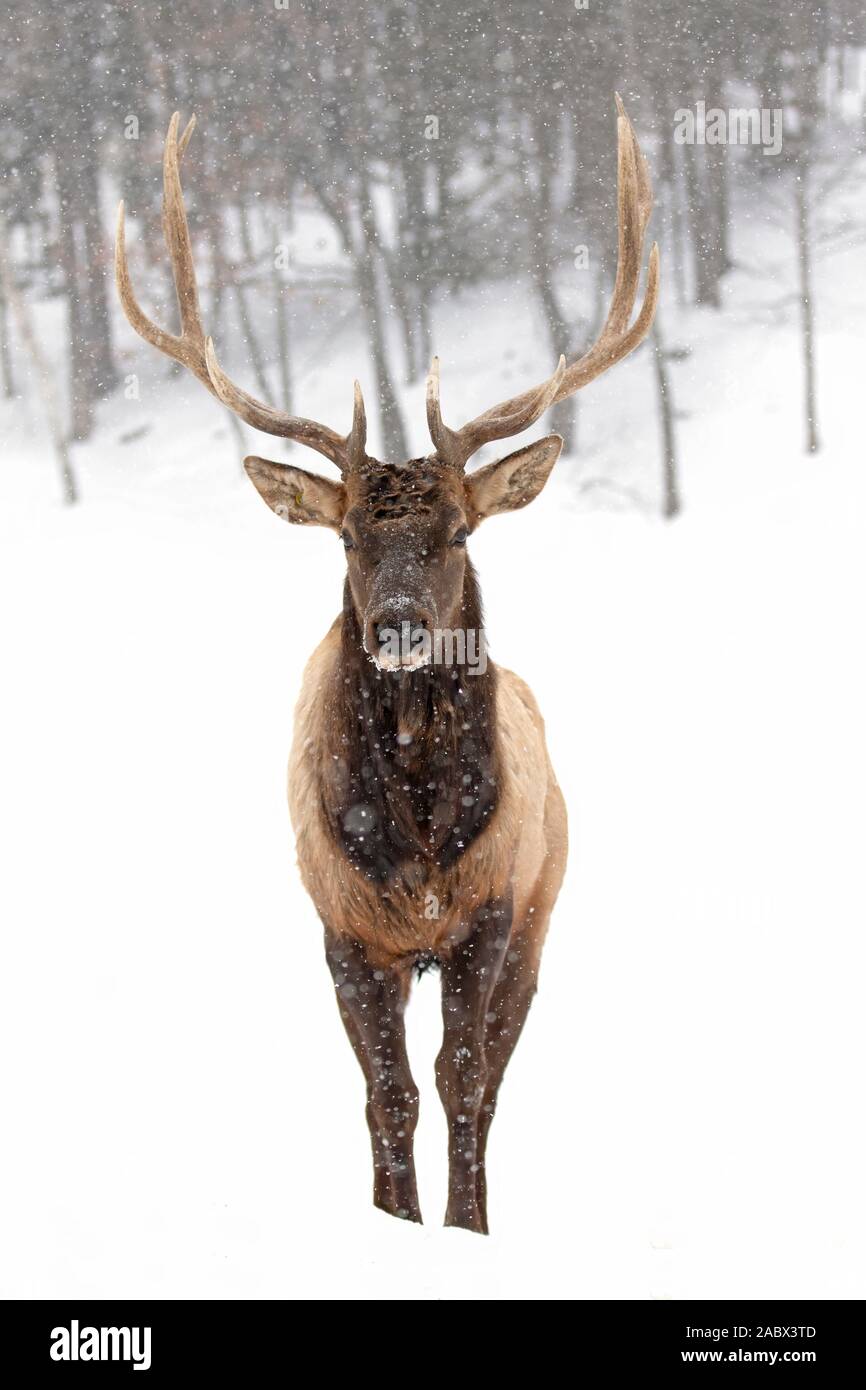 Taureau avec de grands bois isolés sur un fond blanc marchant dans la neige hivernale au Canada Banque D'Images