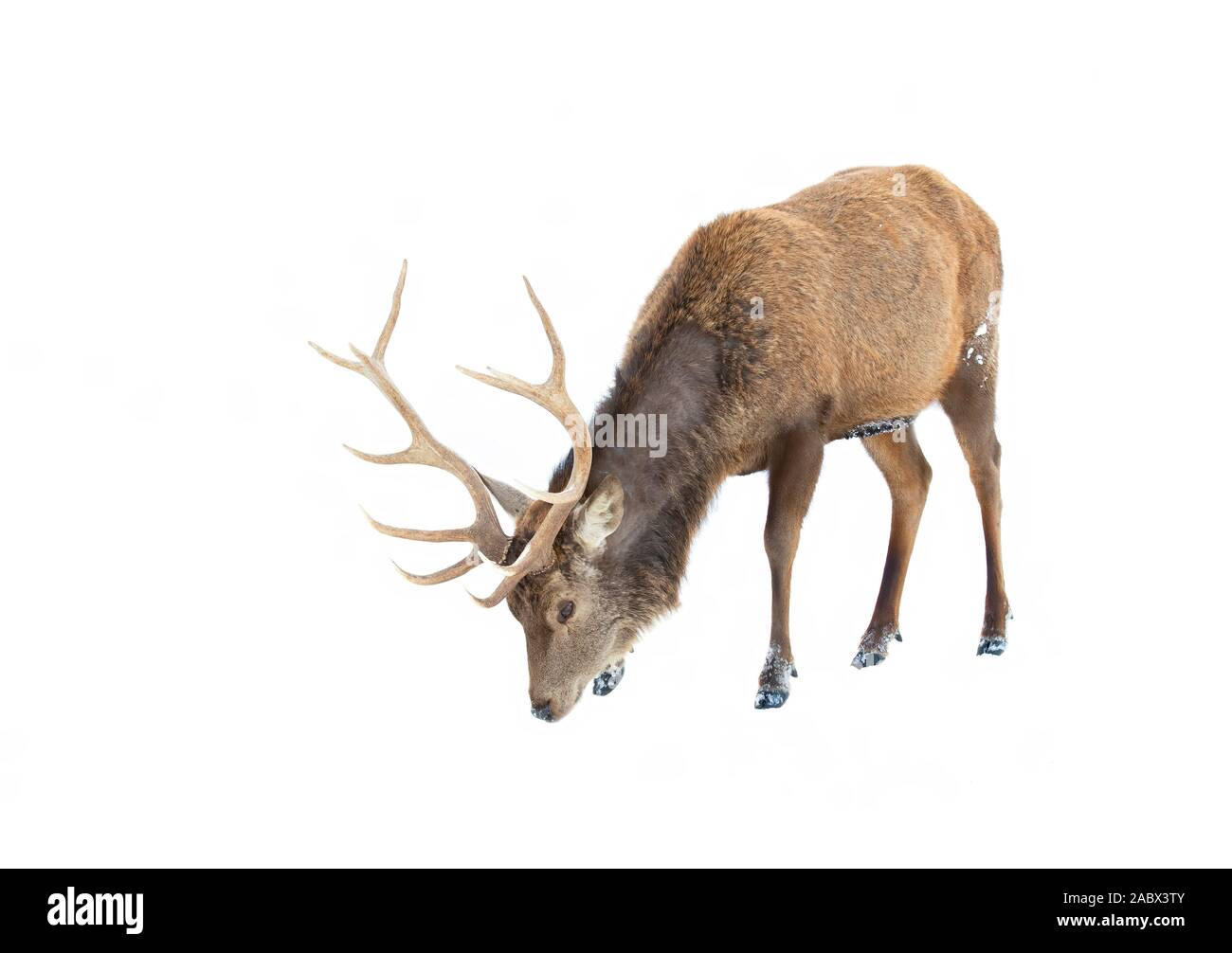 Cerf rouge avec de grands bois debout dans un champ couvert de neige en hiver au Canada Banque D'Images
