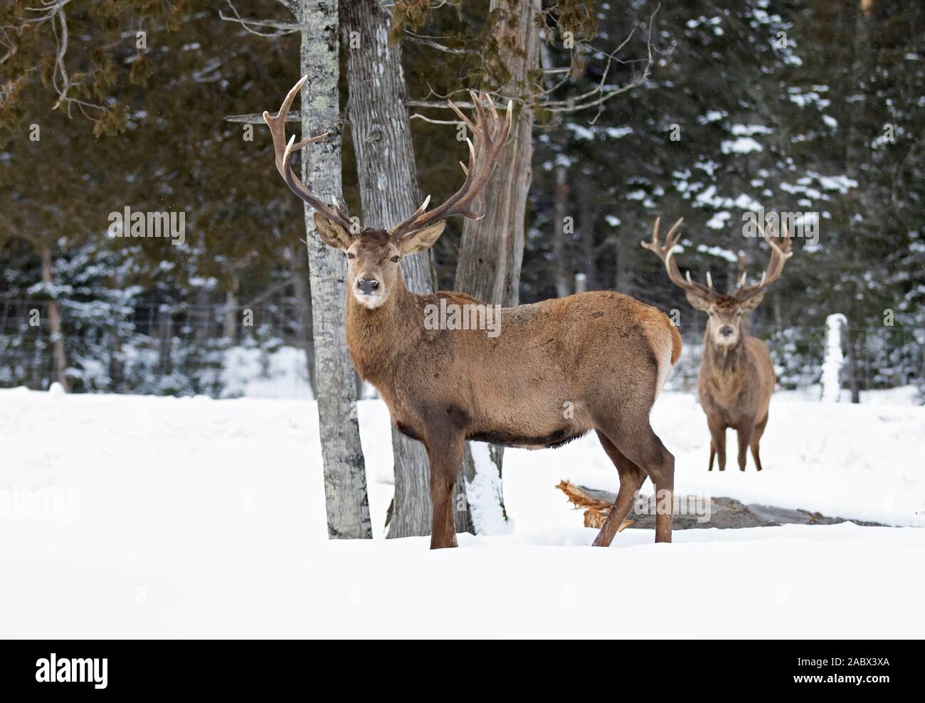 Cerf rouge avec de grands bois debout dans un champ couvert de neige en hiver au Canada Banque D'Images