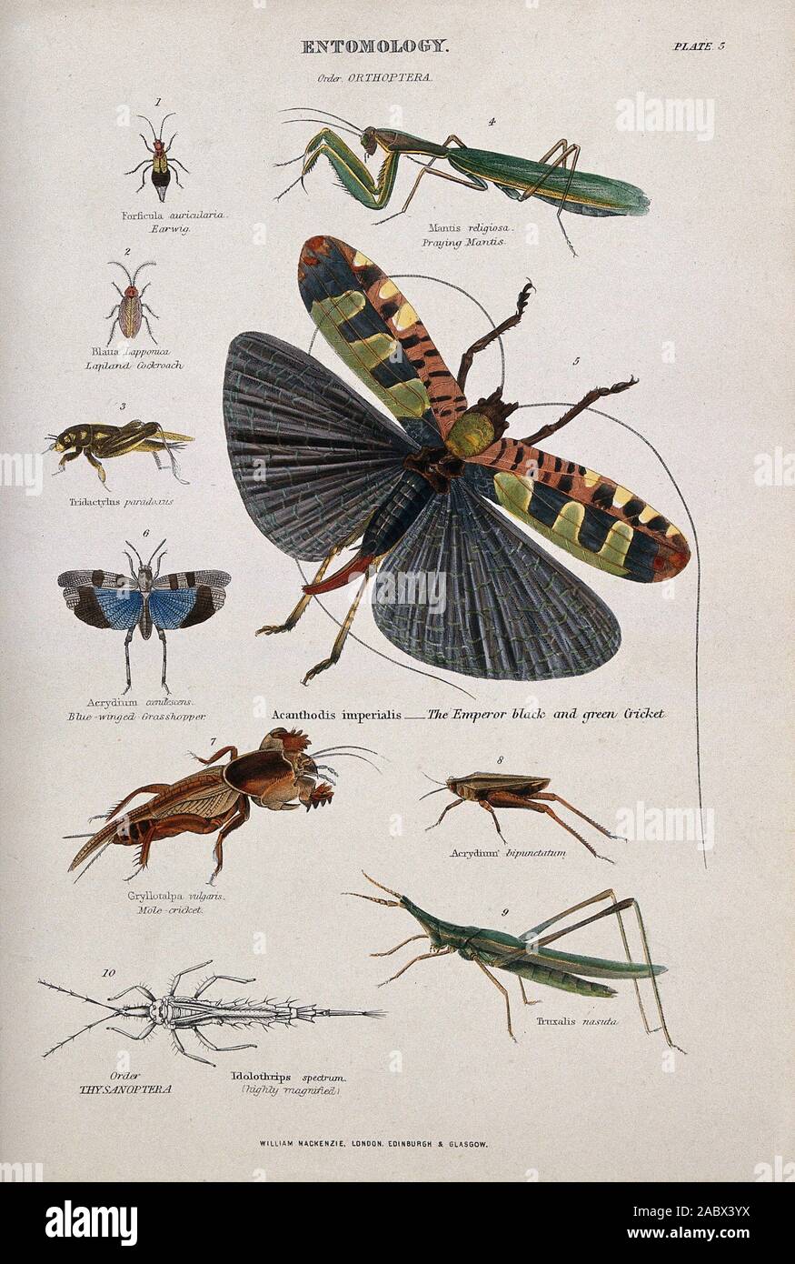 Dix insectes, y compris le cafard, perce-oreilles, sauterelle, la mante  religieuse, le cricket et courtilière. Gravure couleur par J. W. Lowry  après C. L'OS..jpg - 2ABX3YX Photo Stock - Alamy