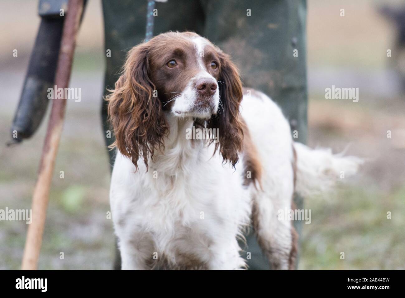 nettoyez le spaniel springer au début d'une journée de tournage Banque D'Images