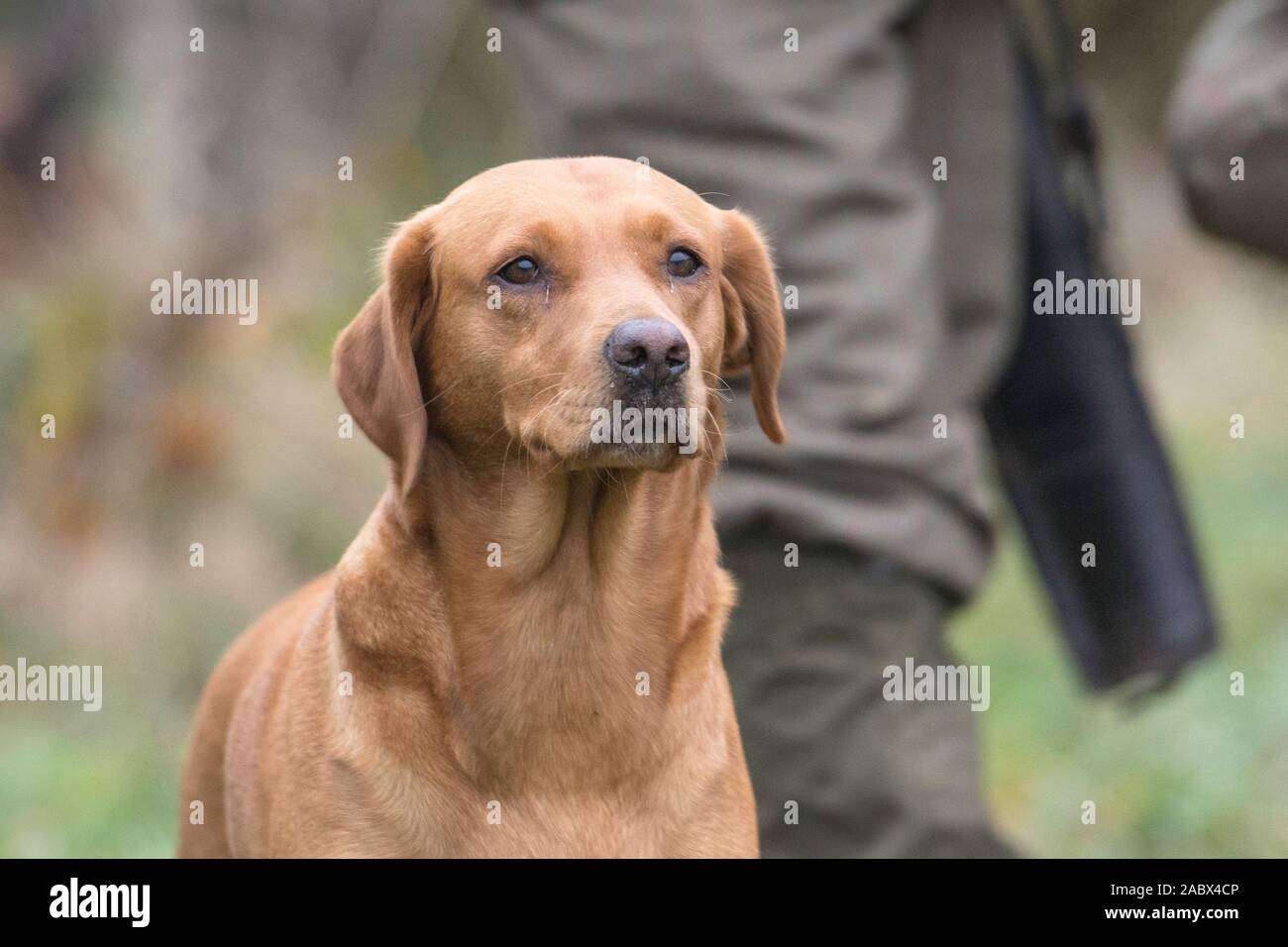 chien de chasse au labrador, renard rouge Banque D'Images