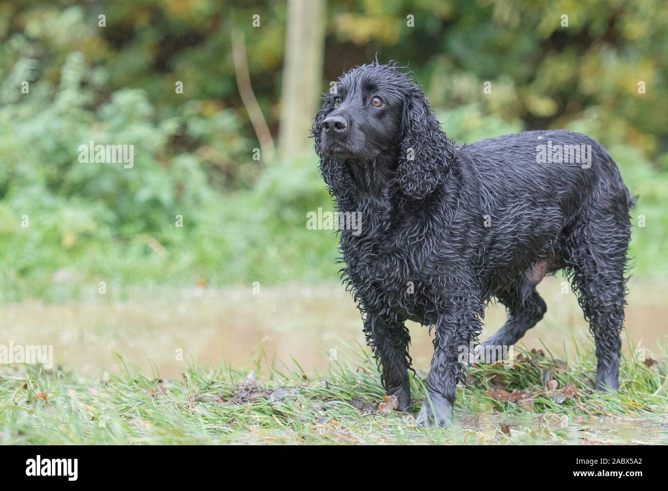 épagneul noir humide Banque D'Images