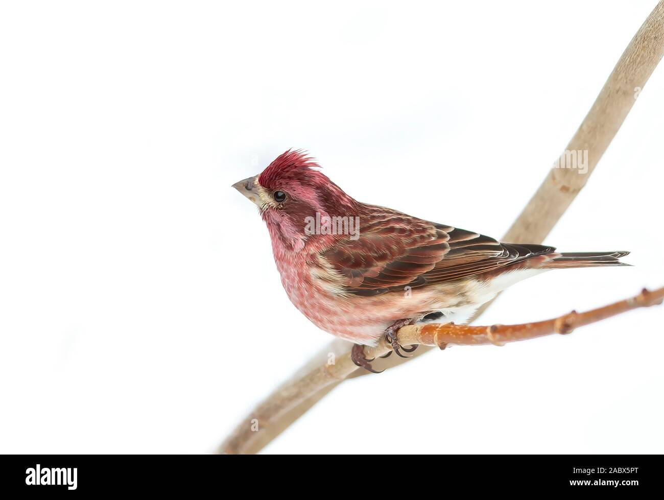 Finch violet perché sur une branche en hiver à Ottawa, Canada Banque D'Images