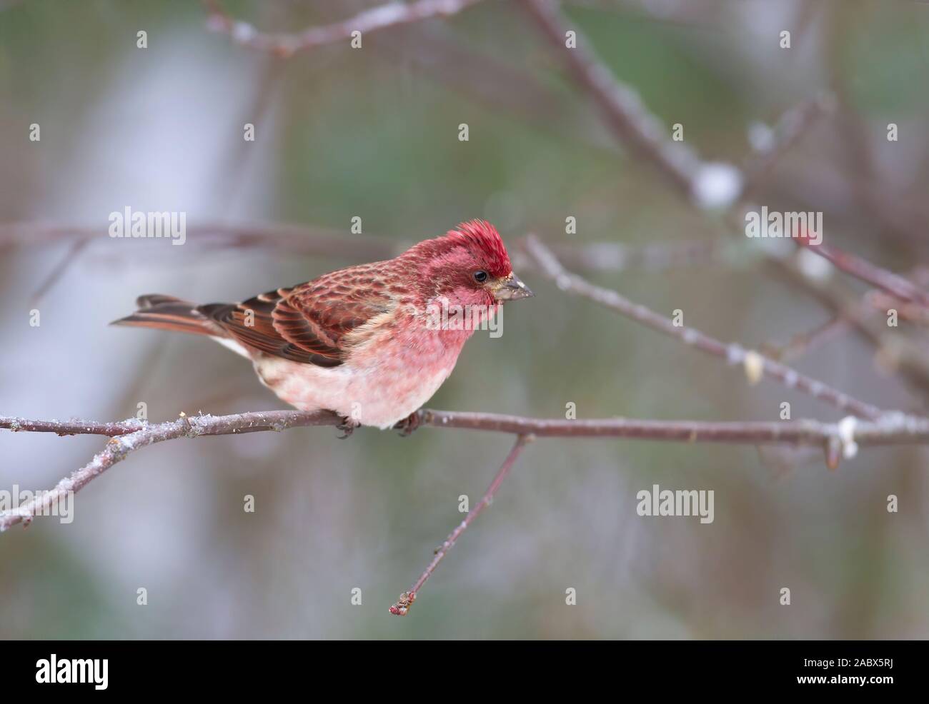 Finch violet perché sur une branche en hiver à Ottawa, Canada Banque D'Images