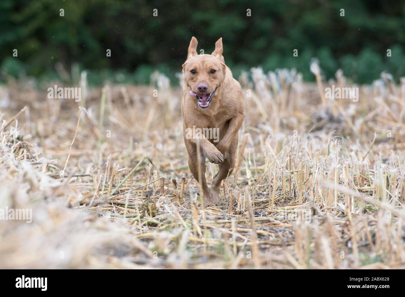Renard rouge Labrador courir vers la caméra Banque D'Images