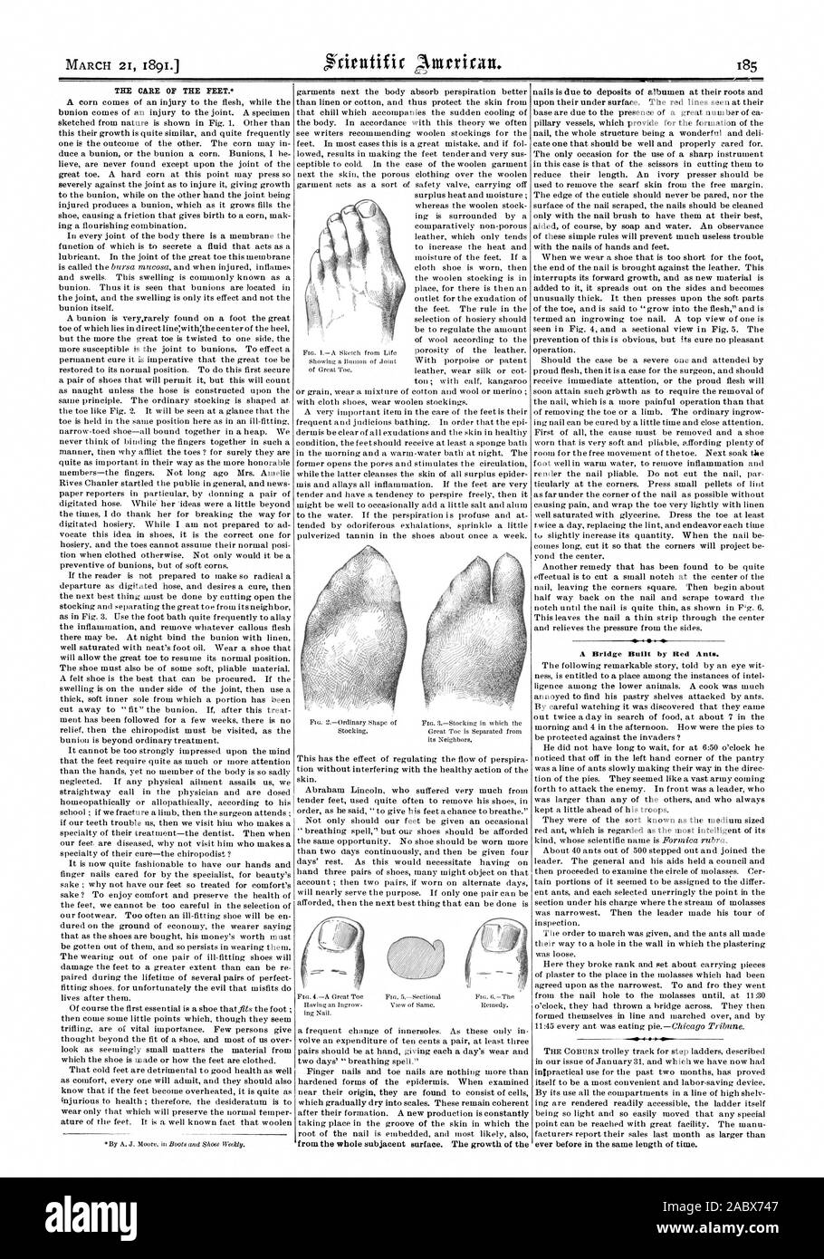 À partir de l'ensemble de la surface sous-jacente. La croissance de l'un pont construit par les fourmis rouges. jamais dans la même durée de temps., Scientific American, 1891-03-21 Banque D'Images