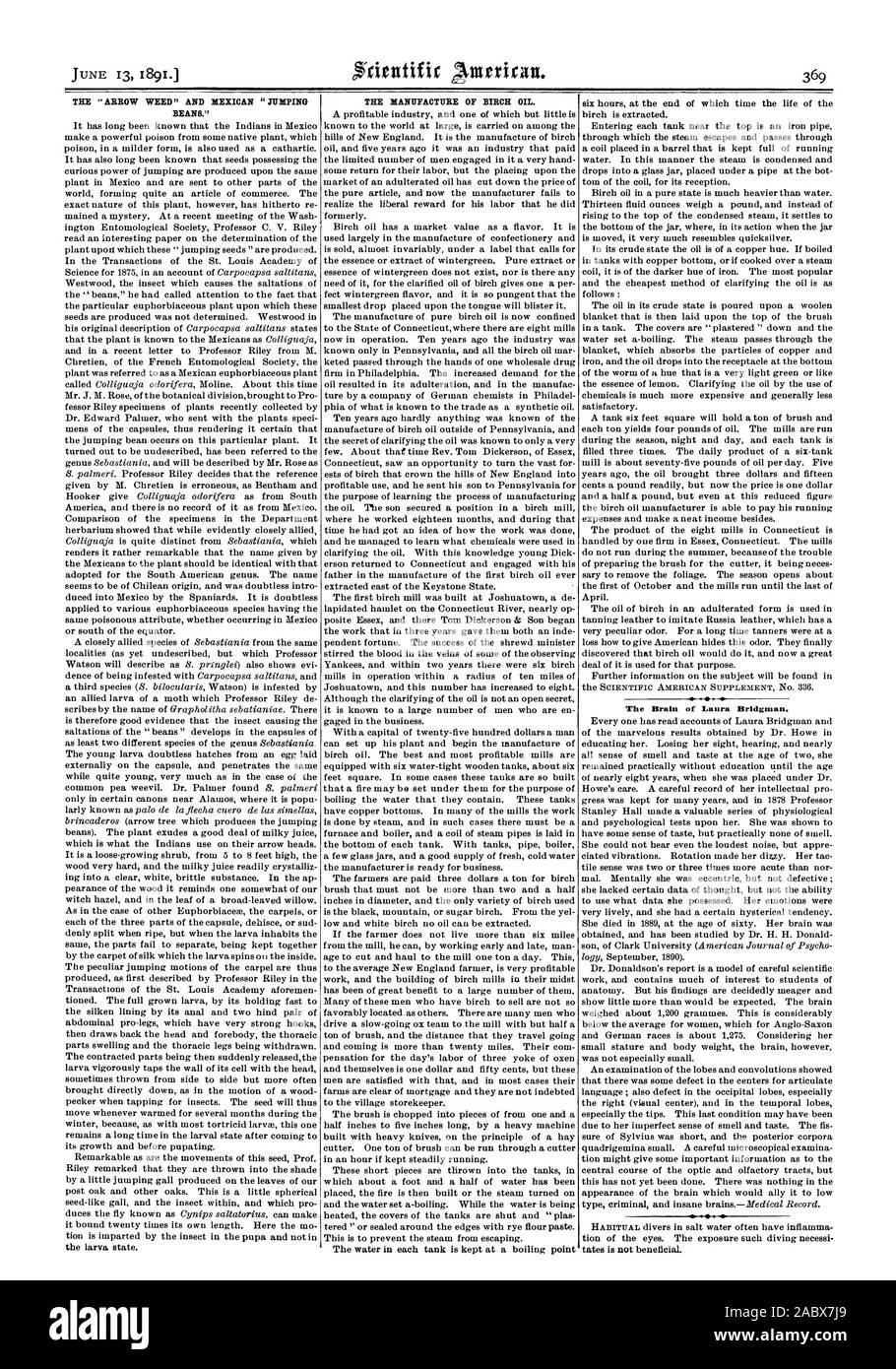 La flèche des mauvaises herbes et des haricots mexicains SAUTER LA FABRICATION DE L'huile de bouleau. Le cerveau de Laura Bridgman., Scientific American, 1891-06-13 Banque D'Images