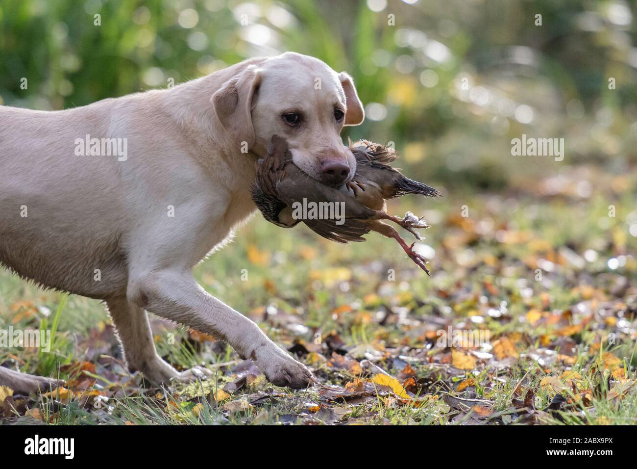 Golden labrador récupérant une perdrix française Banque D'Images