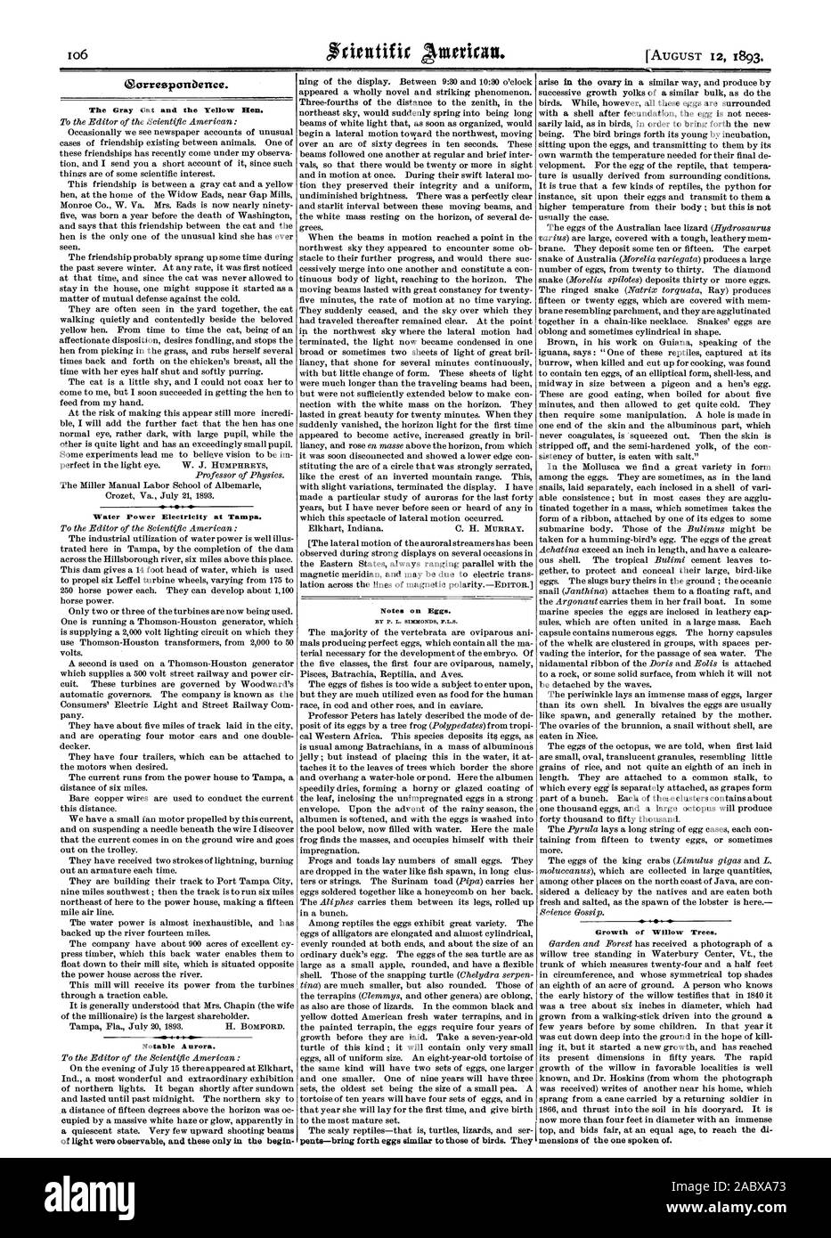 Notes sur les oeufs. La croissance des saules. (51orreeponbence. Le chat gris et la Poule jaune. La puissance de l'eau de l'électricité à Tampa. Aurora notable., Scientific American, 1893-08-12 Banque D'Images