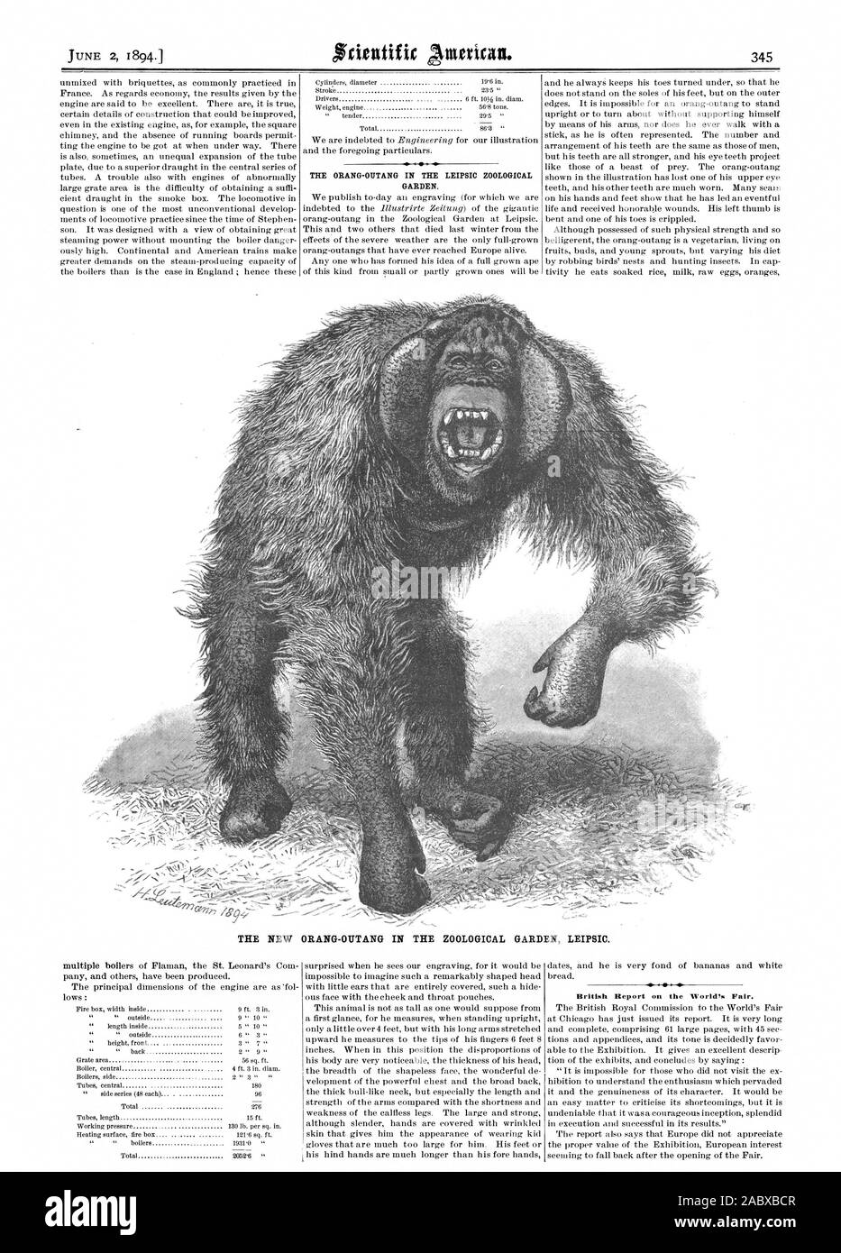 L'orang-outang DANS LE JARDIN ZOOLOGIQUE DE LEIPSIC. En 6666 Rapport sur l'exposition., Scientific American, 1894-06-02 Banque D'Images