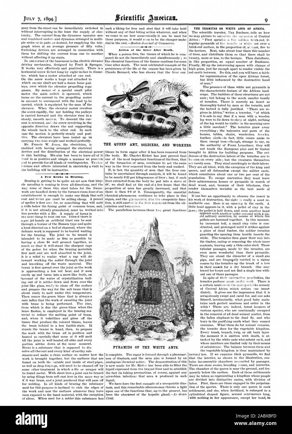 Quelques petits défauts dans le brasage. Action de la foie après la mort. Les TERMITES ou fourmis blanches de l'Afrique. La Reine FOURMI. soldats et d'ouvriers, Scientific American, 1894-07-07 Banque D'Images