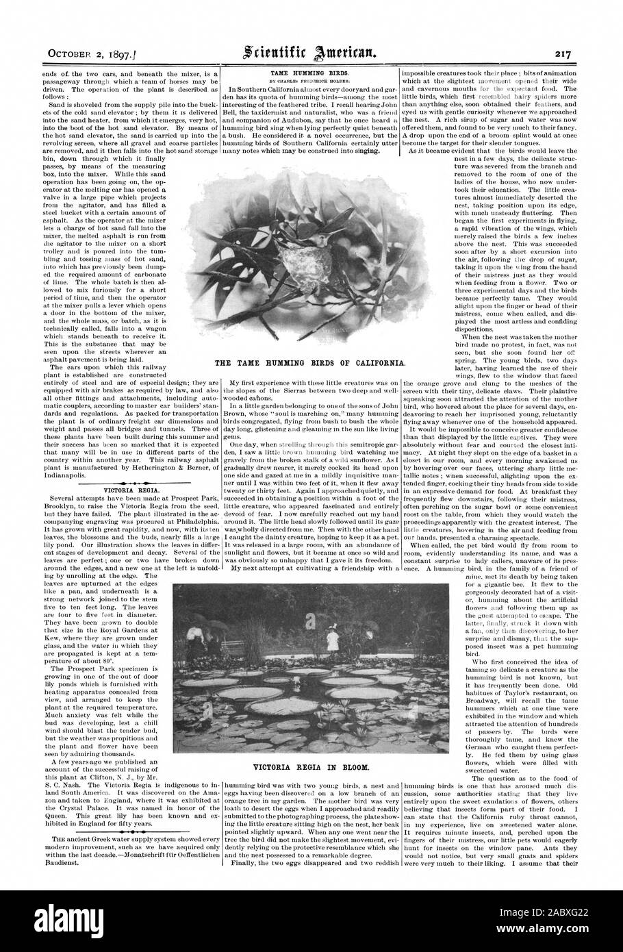 VICTORIA BEG IA. Apprivoiser des colibris LES COLIBRIS APPRIVOISÉS DE CALIFORNIE. VICTORIA REGIA en fleur., Scientific American, 1897-10-02 Banque D'Images