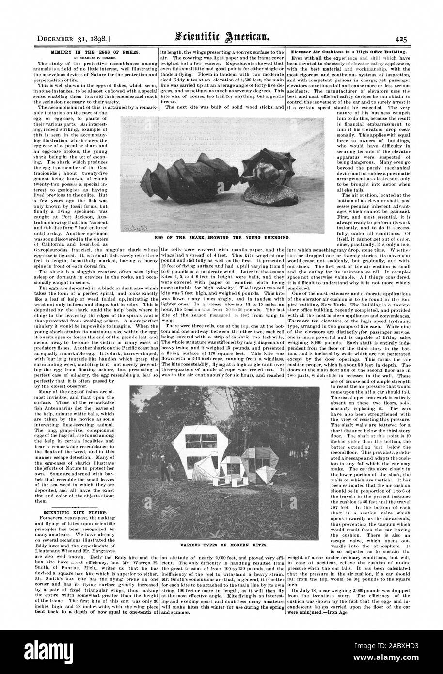 Le MIMÉTISME DANS LES ŒUFS DES POISSONS. Par CHARLES F. audacieux. Cerfs-volants SCIENTIFIQUES. et l'été. Coussins d'air de l'élévateur dans un haut bâtiment Mace. uninjuredIron ont été l'âge. Oeuf DU SHARK montrant la jeune relève. Différents types de cerfs-volants modernes., Scientific American, 1898-12-31 Banque D'Images