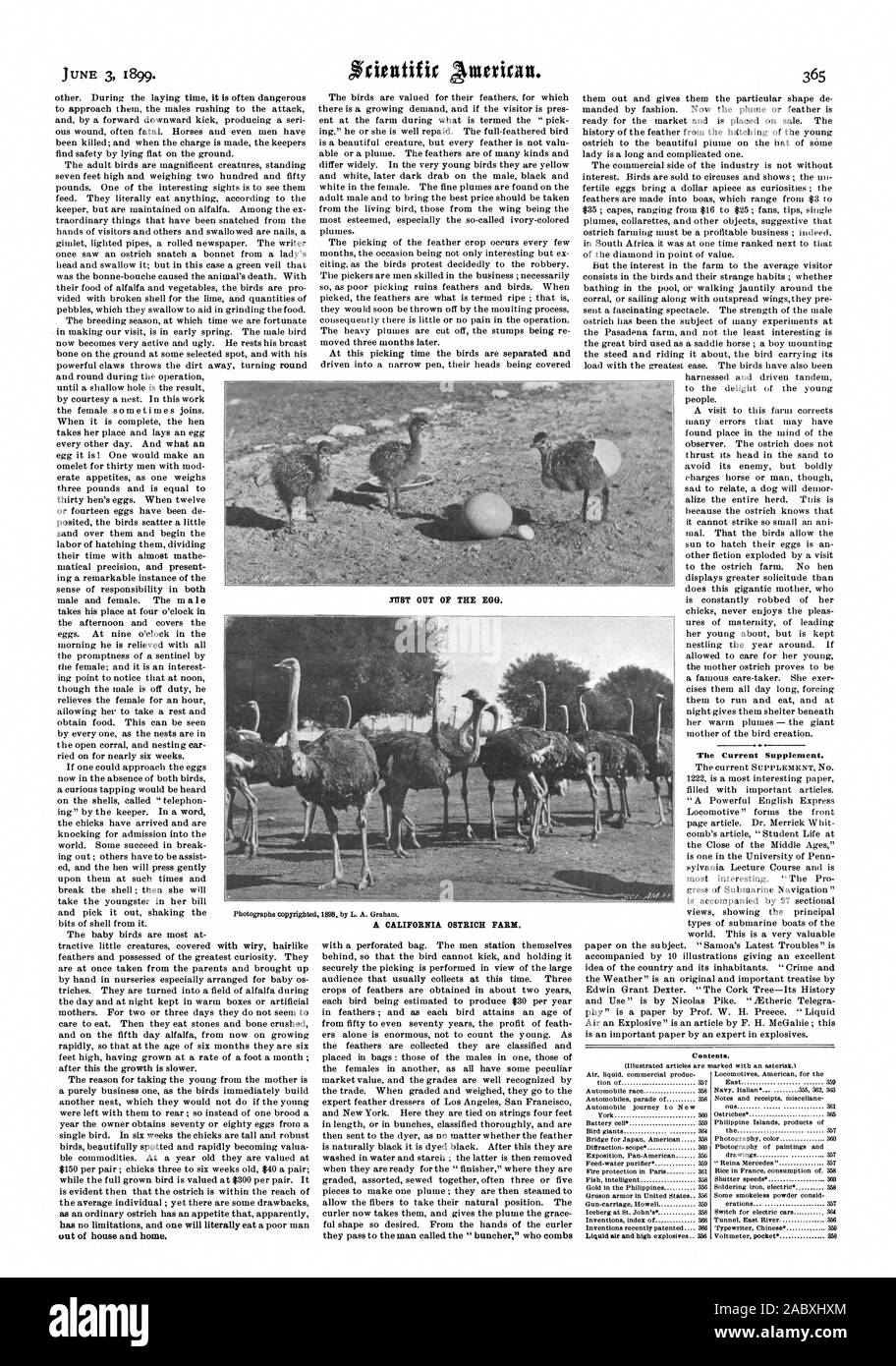 Hors de la maison et de la maison. déplacé trois mois plus tard. A ce temps de préparation les oiseaux sont séparés et l'actuel Supplément. Table des matières. 838 de la Californie une ferme d'autruches. MST ou de l'oeuf., Scientific American, 1899-06-03 Banque D'Images