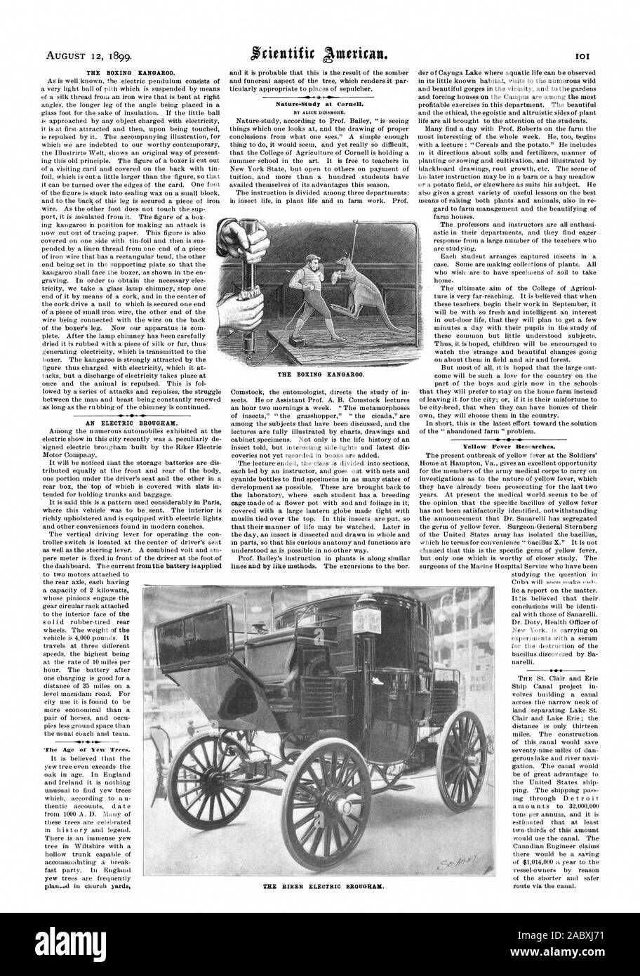 Le 12 août 1899. La BOXING kangourou. Une bouilloire BROUGHAM. L'Âge d'If. yardii Nature-Study raboté à l'église à Cornell. Par ALICE DINSMORE. La BOXING kangourou. Des recherches sur la fièvre jaune., Scientific American, 1899-08-12 Banque D'Images