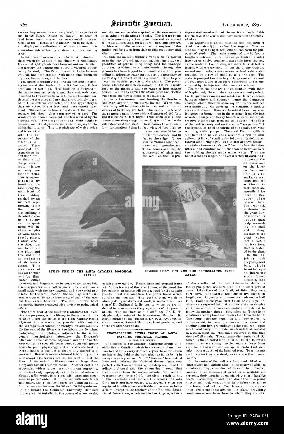 Photographier les poissons VIVANT À SANTA CATALINA Station zoologique. Les POISSONS VIVANT DANS LA STATION ZOOLOGIQUE SANTA CATALINA. Les méduses et les poissons colorés photographié SOUS L'EAU., Scientific American, 1899-12-02 Banque D'Images