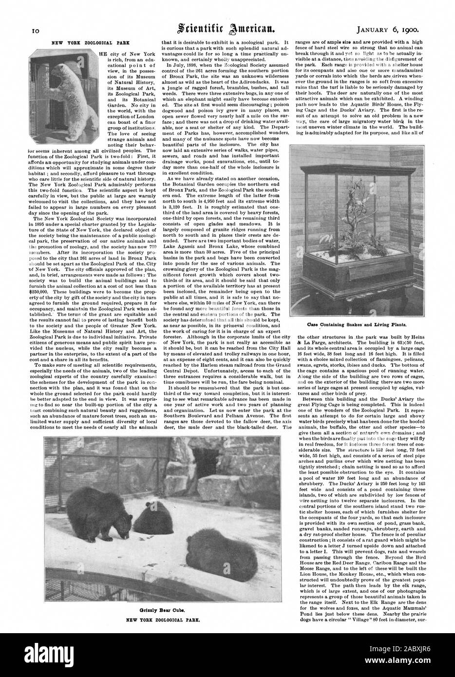 Les oursons Grizzlis. NEW YORK ZOOLOGICAL PARK. Boîtier contenant les serpents et les végétaux vivants., Scientific American, 1900-01-06 Banque D'Images