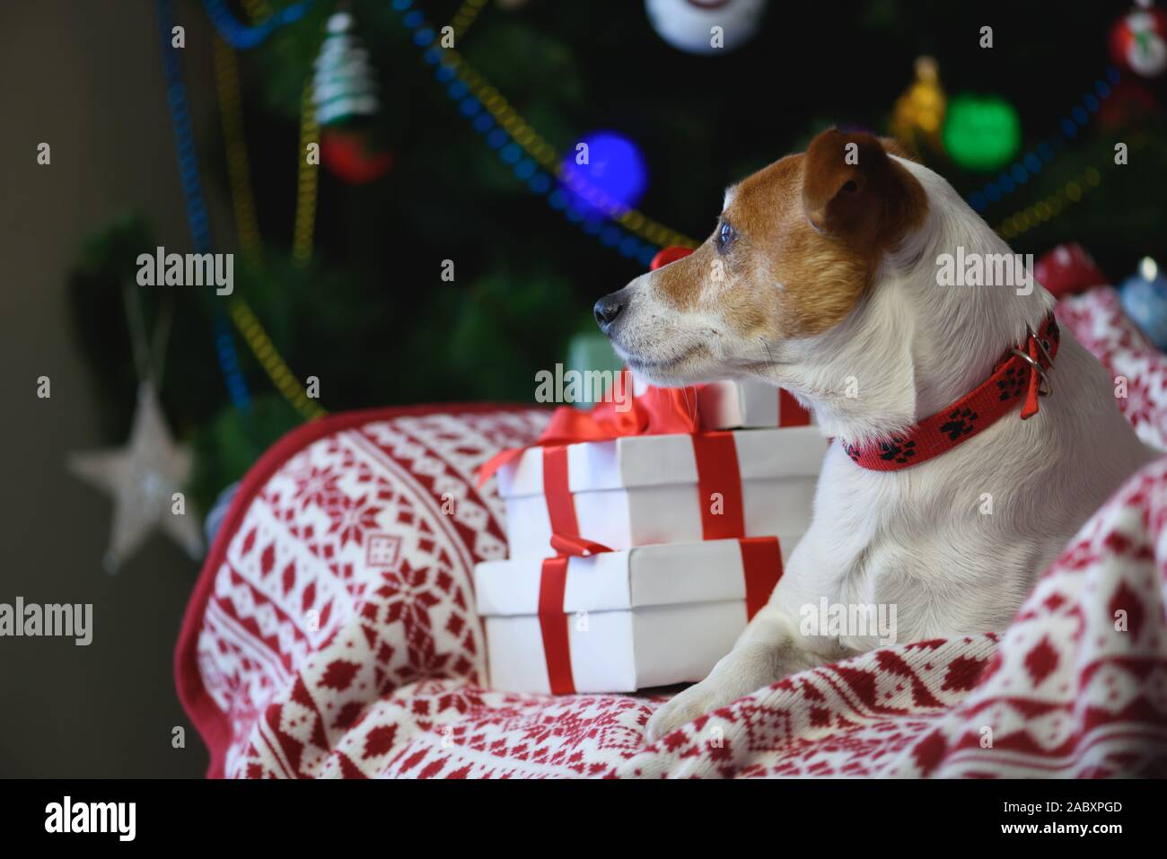 Jack Russel terrier près de Noël boîte-cadeau in front of Christmas Tree Banque D'Images