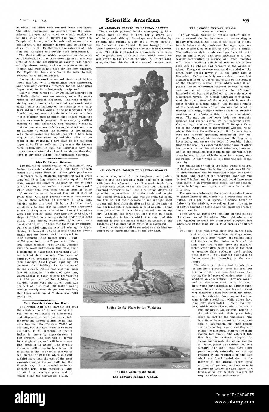 Nouveau bateau sous-marin français. Un fauteuil FORMÉ PAR LA CROISSANCE NATURELLE. Un fauteuil FORMÉ PAR LA CROISSANCE NATURELLE. Sr WALTER L. BEASLEY., Scientific American, 03-03-14 Banque D'Images