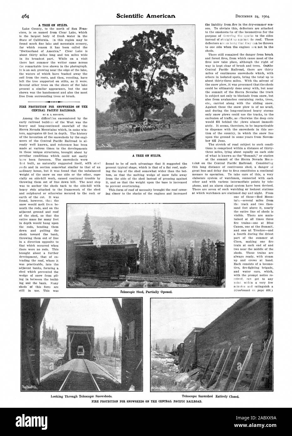 Un arbre sur pilotis. La protection contre les incendies pour les pare-avalanches SUR LA CENTRAL PACIFIC RAILROAD. Par H. I. BENNETT. Un arbre sur pilotis., Scientific American, 1904-12-24 Banque D'Images