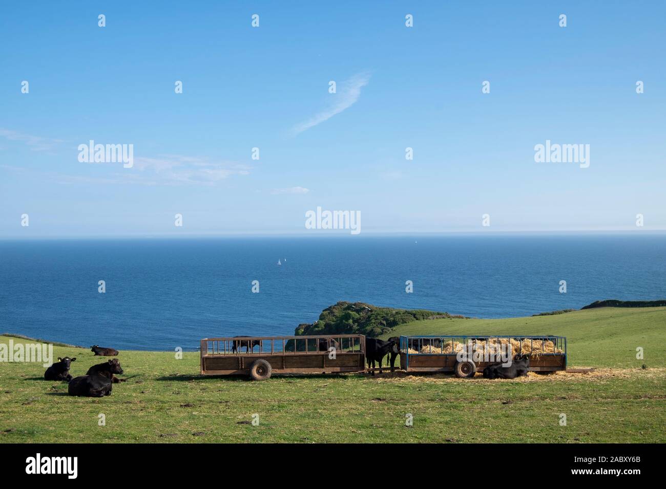 Aberdeen Angus cattle sur terrain près de la mer à l'Est Prawle, Devon, UK Banque D'Images