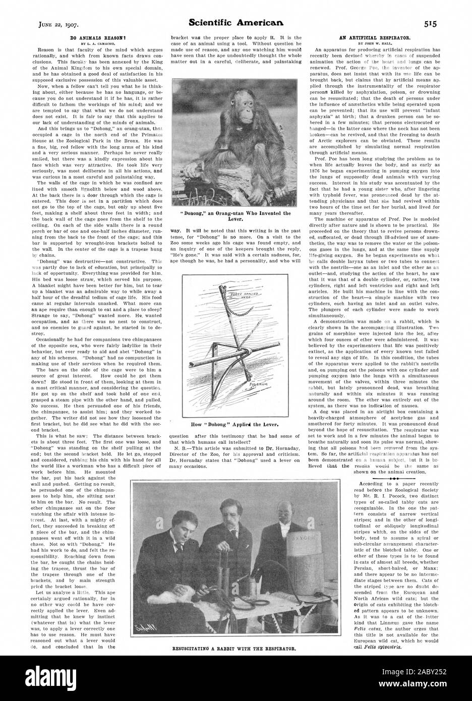 N DÉLAI D'ANIMAUX Comment 'Dohong" s'appliquait le levier., Scientific American, 1907-06-22 Banque D'Images