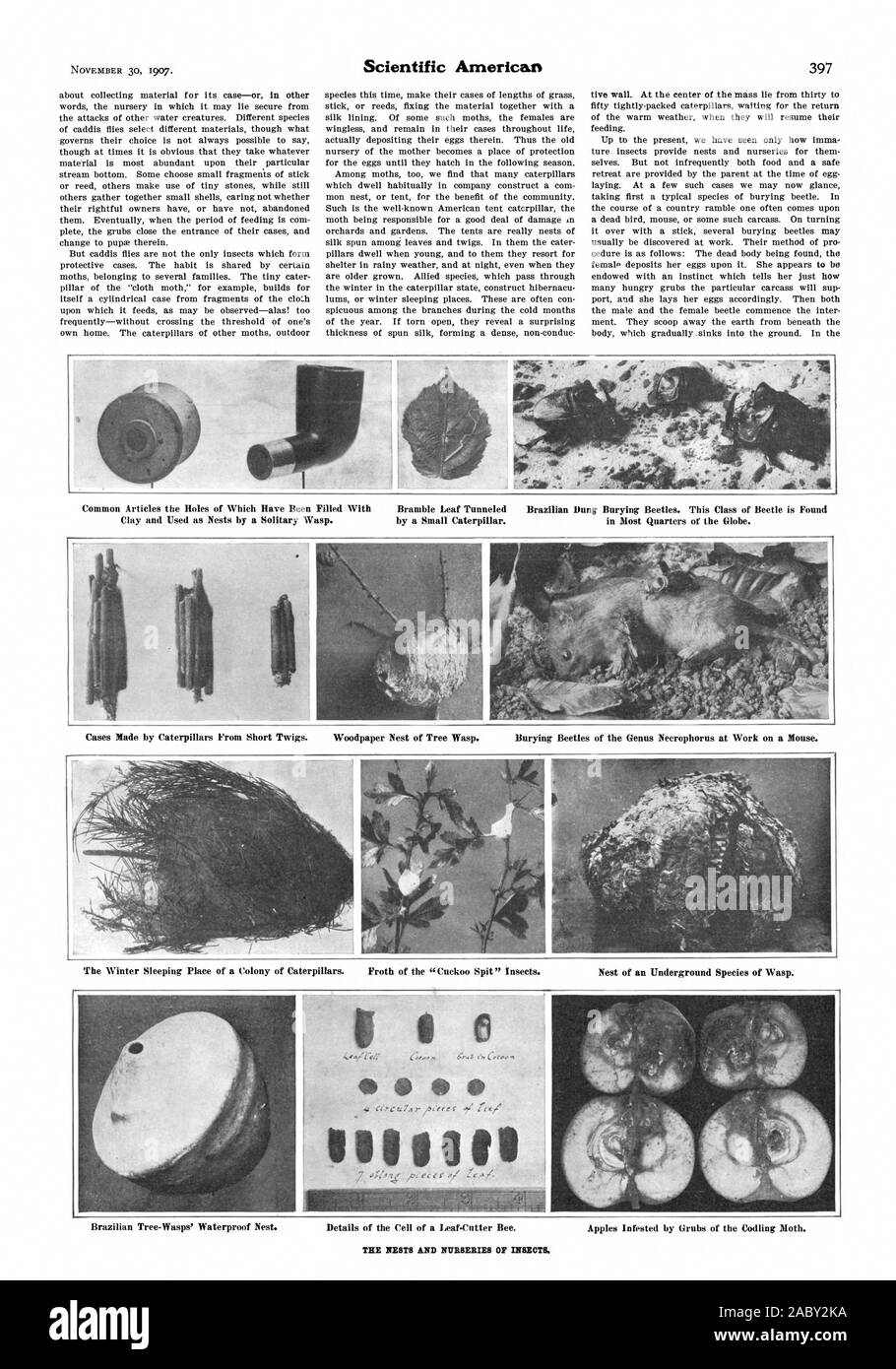 Articles communs les trous ont été remplis avec de l'argile et utilisé comme nids par une guêpe solitaire. Bramble Leaf brésilien par tunnel Dung nécrophores. Cette classe de coléoptère est trouvé par une petite Chenille. Dans la plupart des quartiers de la planète. Cas faites par les rameaux courts avant les chenilles. Woodpaper nid de guêpe d'arbres. Les nécrophores du genre Necrophorus au travail sur une souris. Le lieu de couchage d'hiver d'une colonie de chenilles. De la mousse "Cuckoo Spit' les insectes. D'un nid de guêpe espèces souterraines. Tree-Wasps brésilien' nid étanche. Détails de la cellule d'un Leaf-Cutter abeille. Les pommes Banque D'Images
