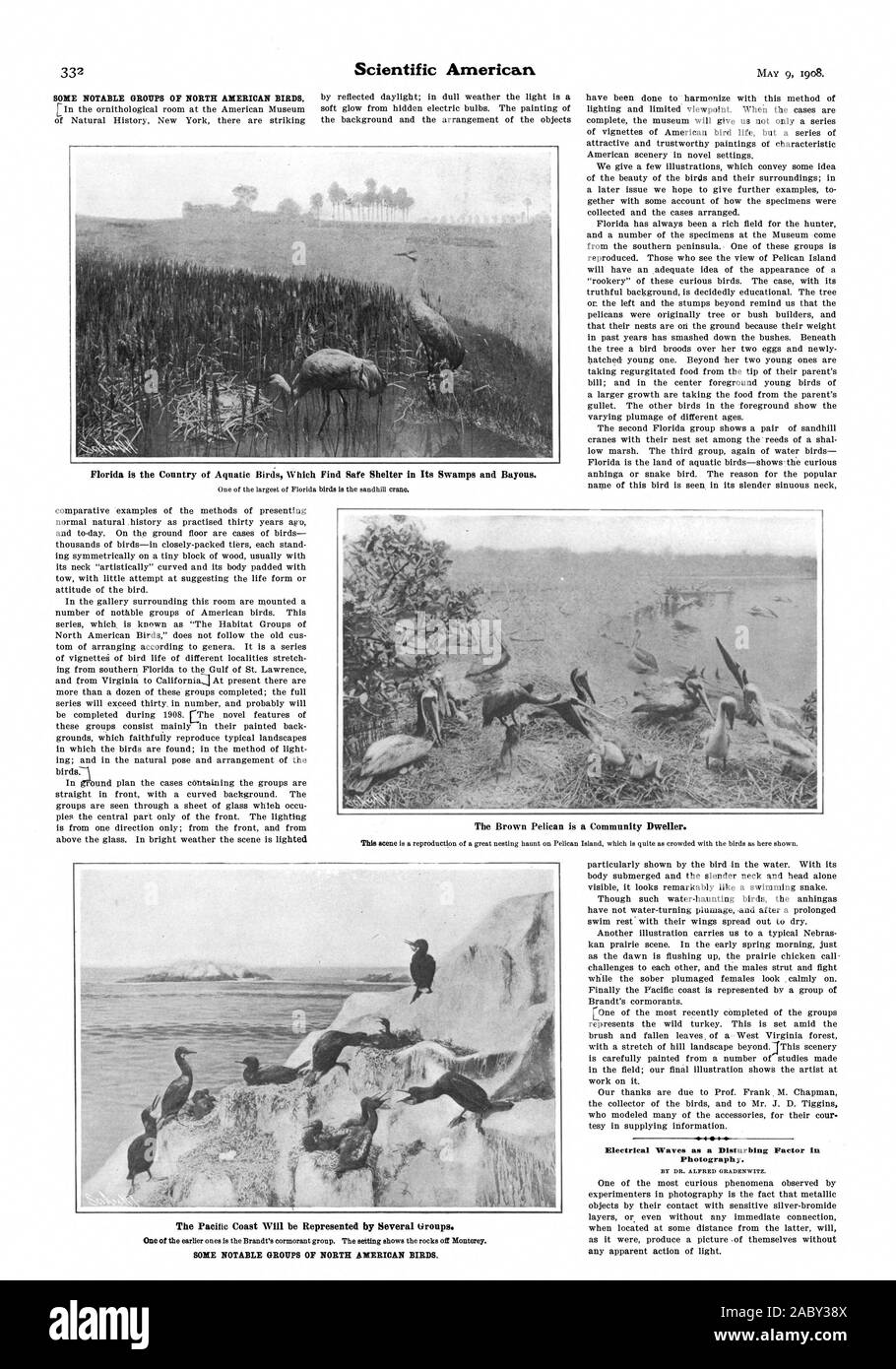 Quelques groupes d'oiseaux de l'AMÉRIQUE DU NORD. Les ondes électriques comme un élément perturbant dans la photographie. La Floride est le pays des oiseaux aquatiques qui trouvent refuge dans ses marécages et bayous. La côte du Pacifique sera représenté par plusieurs. tiroups Quelques groupes d'oiseaux de l'AMÉRIQUE DU NORD. Le Pélican brun est un habitant de la communauté., Scientific American, 1908-05-09 Banque D'Images