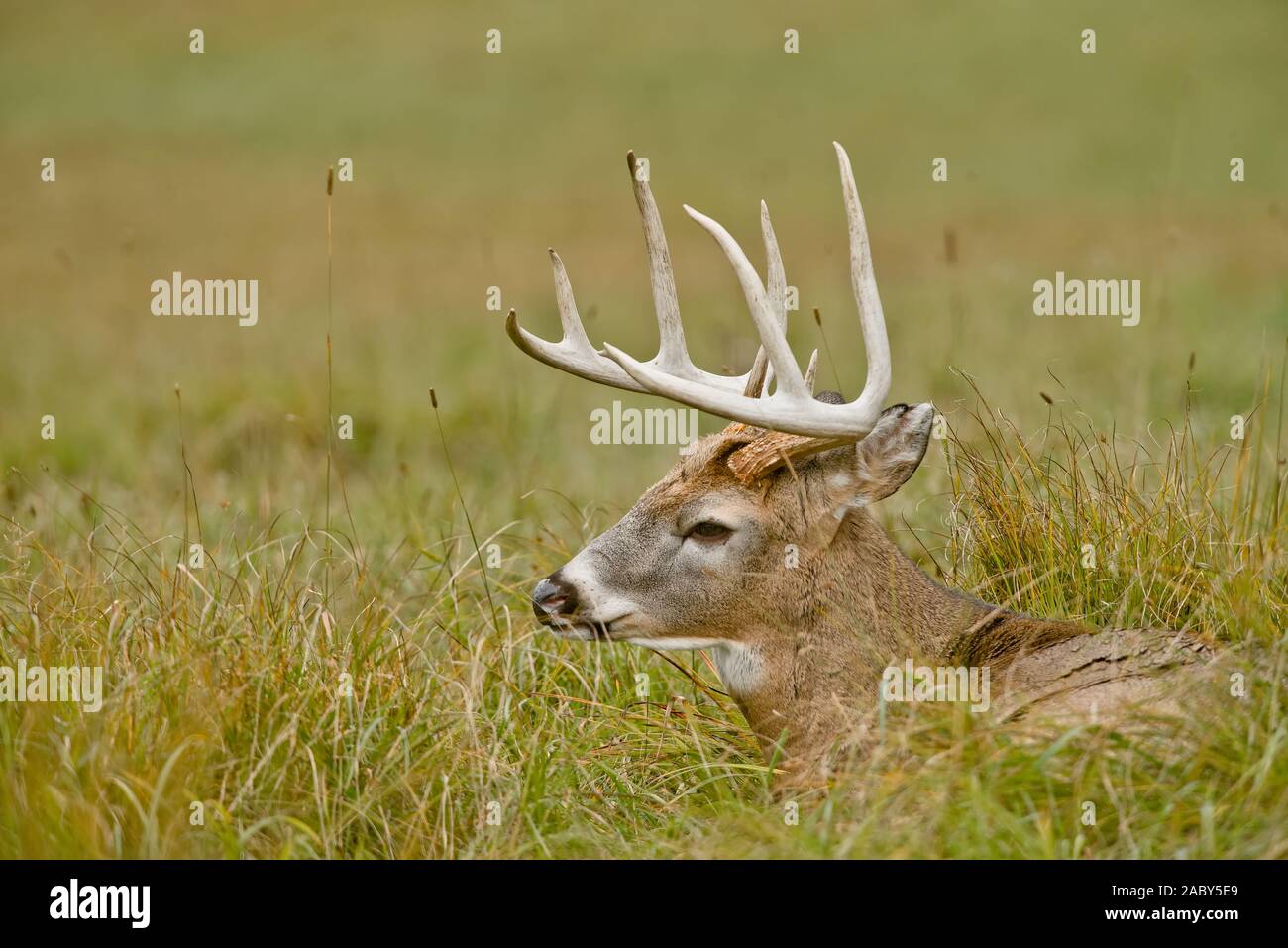 White-tailed deer buck fixant dans l'herbe sèche. Banque D'Images