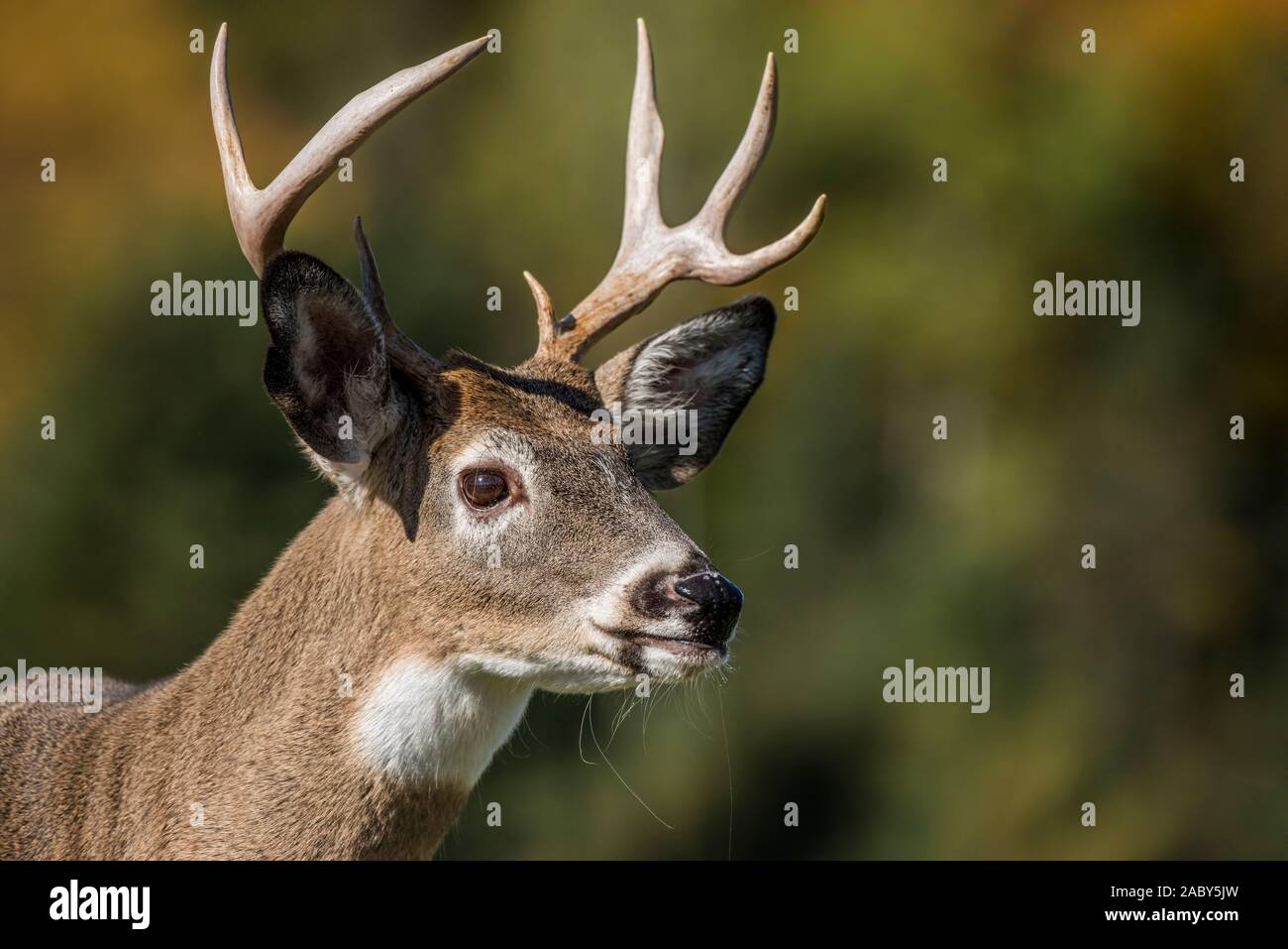 White-tailed deer buck portrait. Banque D'Images