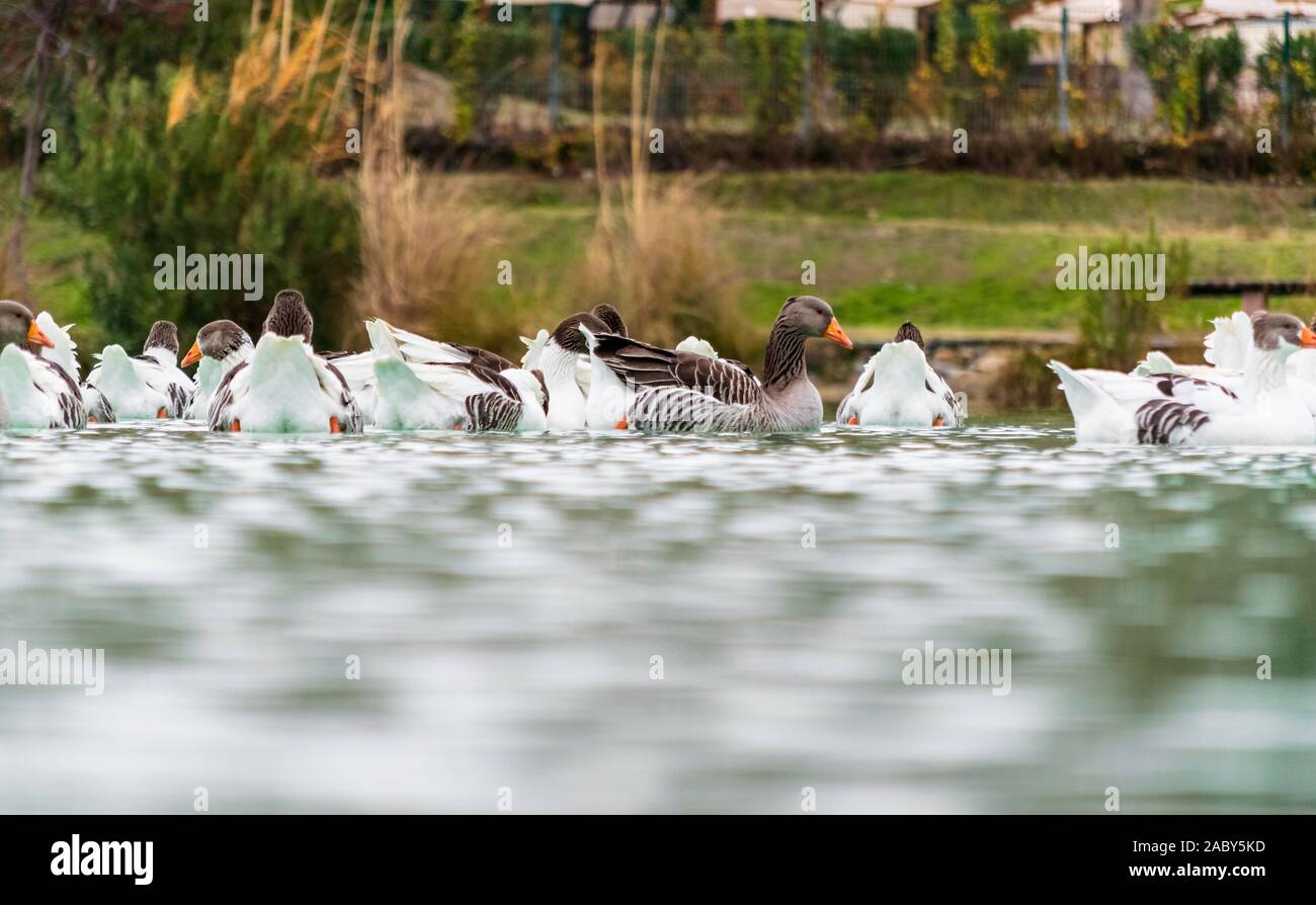 Troupeau de canards nageant dans l'eau. Banque D'Images