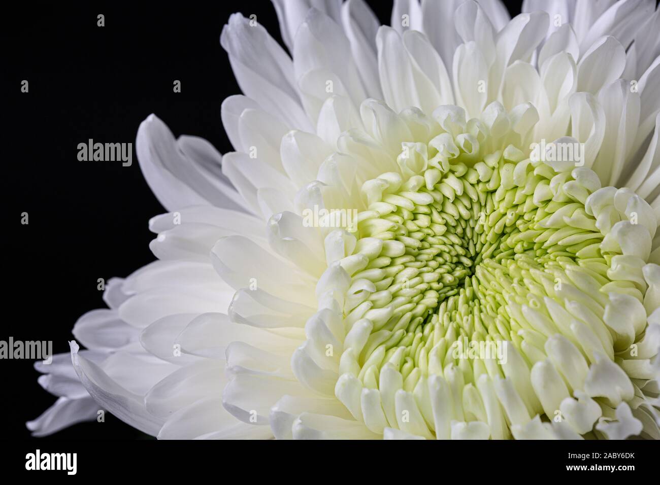 Chyrsanthemum avec tête blanche fleur Coeur Vert, Close Up Photo Stock -  Alamy