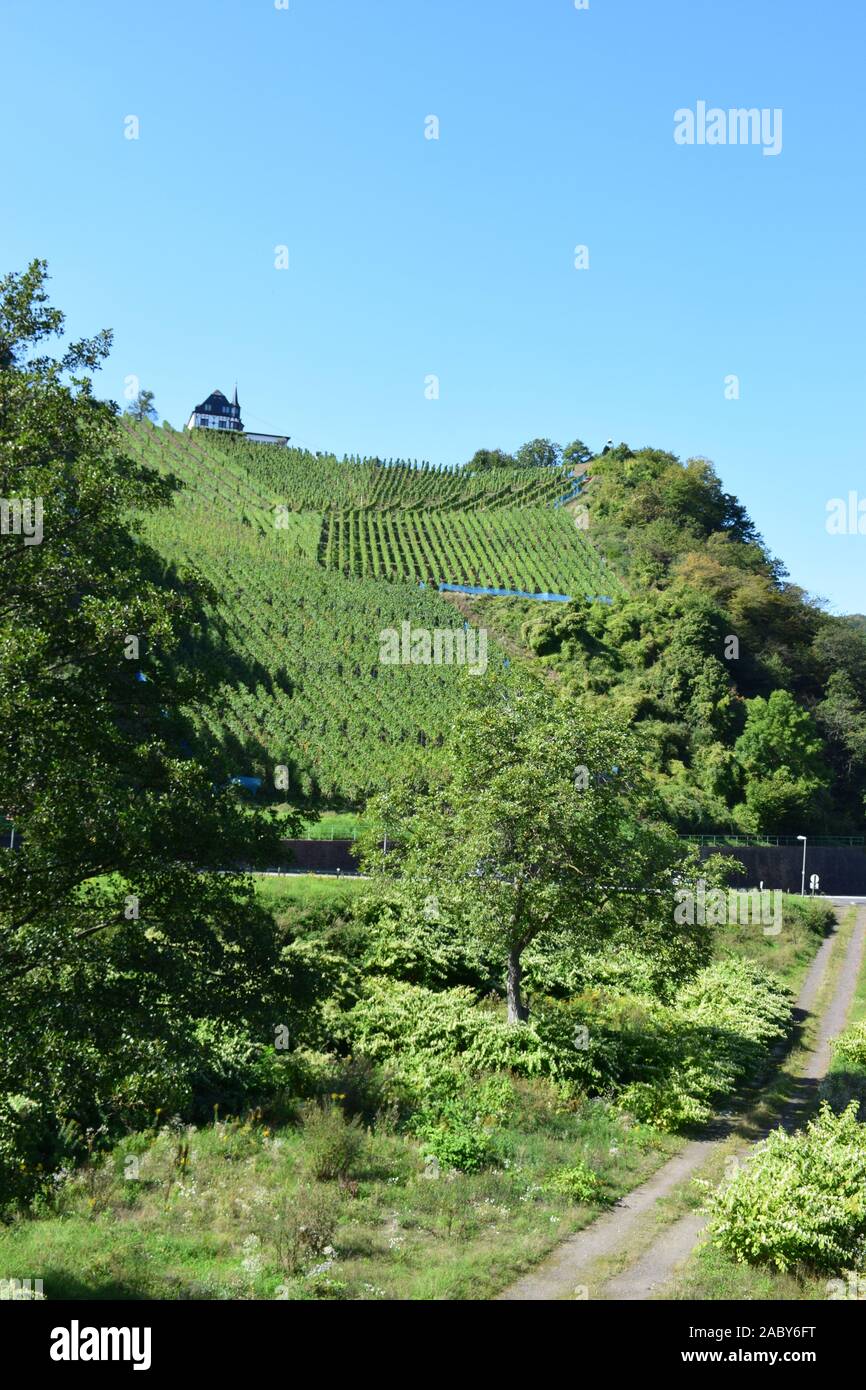 Terrasse vignoble paysage près d'Alf en vallée de la moselle Banque D'Images