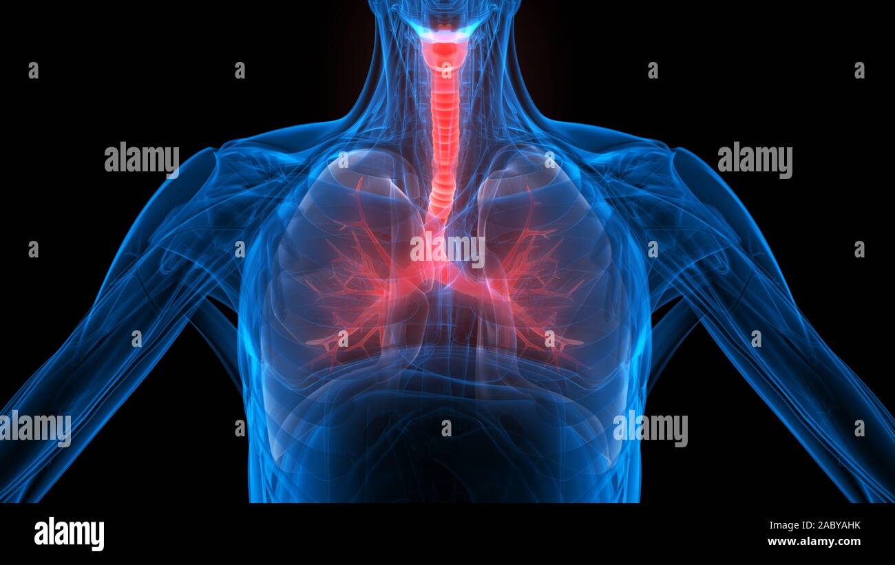 Poumons une partie du système respiratoire humain Anatomy X-ray 3D rendu Banque D'Images