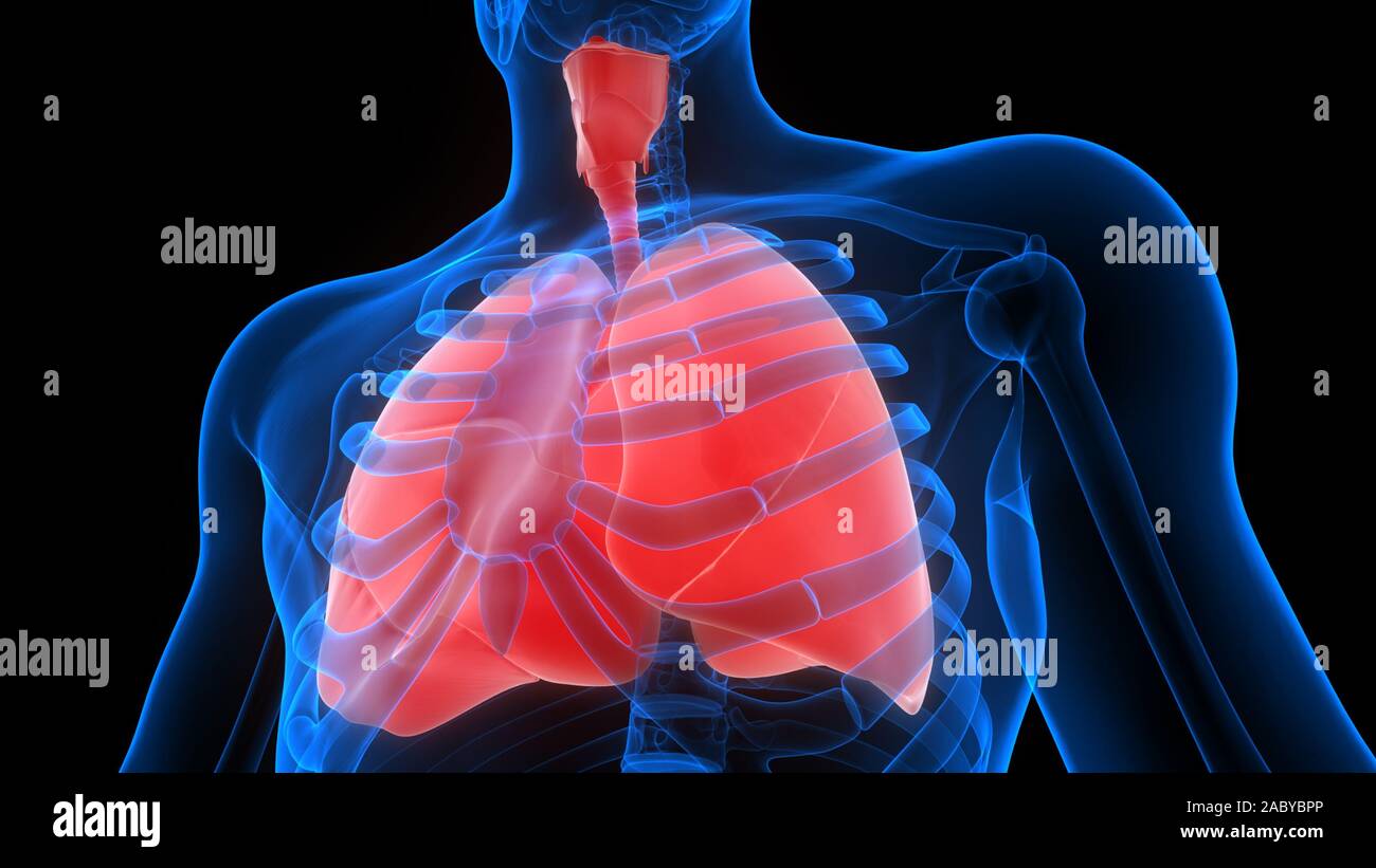 Poumons une partie du système respiratoire humain Anatomy X-ray 3D rendu Banque D'Images
