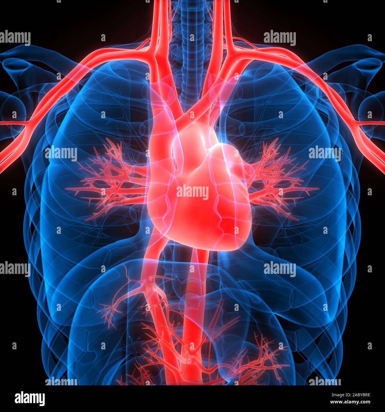 Le cœur fait partie de l'anatomie du système circulatoire humain. 3D Banque D'Images