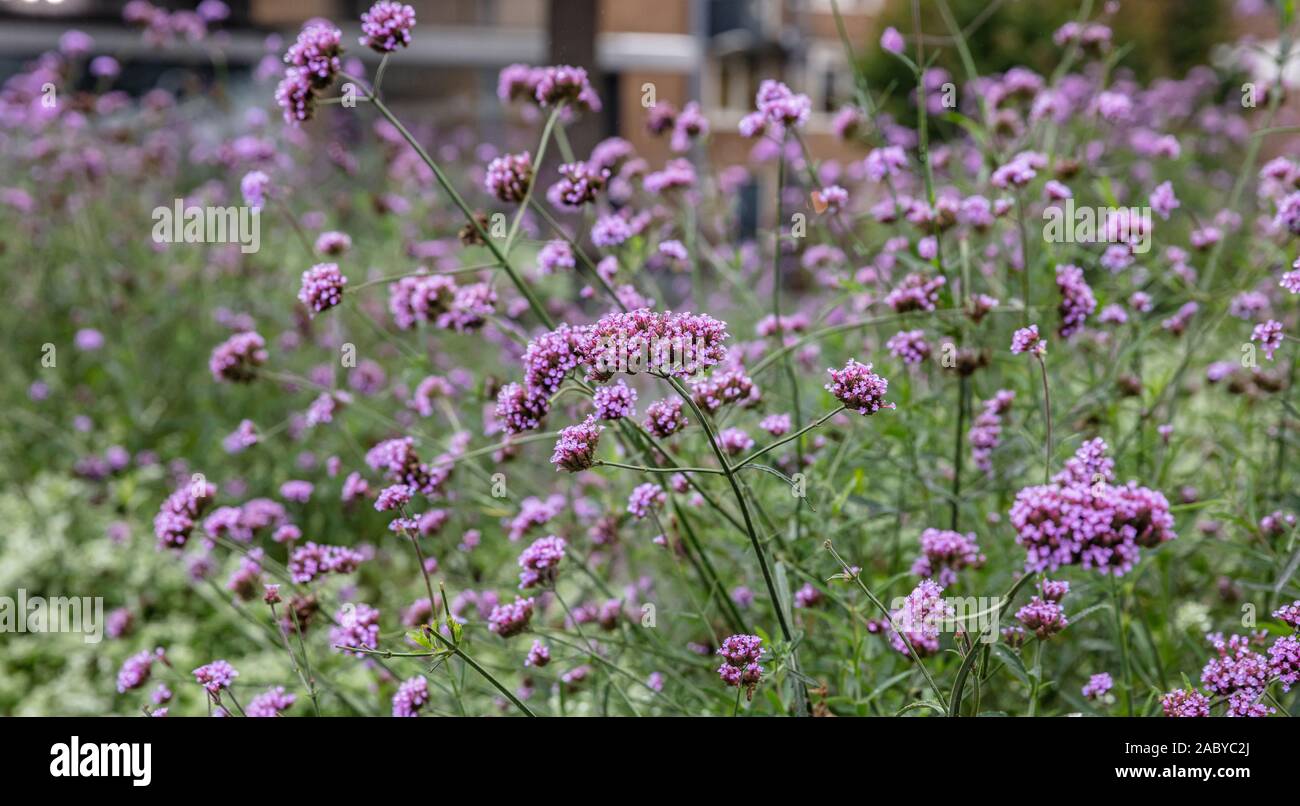 Verveine violette ou purpletop vervain fleurs, fleurs sauvages au  printemps, la texture d'arrière-plan Photo Stock - Alamy