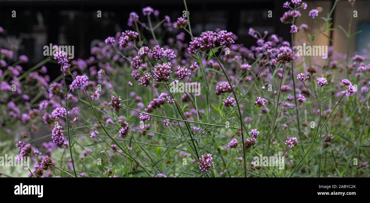 Verveine violette ou purpletop vervain fleurs, fleurs sauvages au printemps, la texture d'arrière-plan Banque D'Images