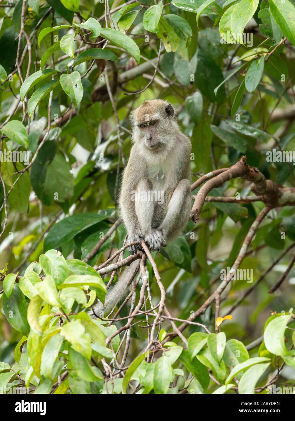 Macaque à longue queue monkies sauvages dans le parc national de Tanjung Puting, Kalimantan, Bornéo Banque D'Images