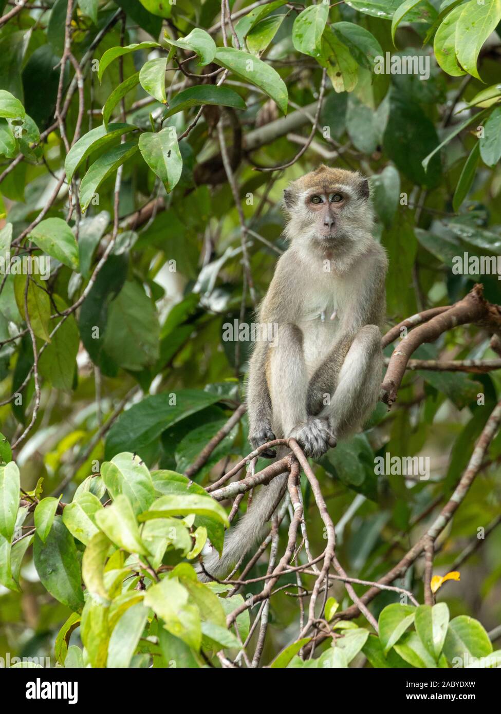 Macaque à longue queue monkies sauvages dans le parc national de Tanjung Puting, Kalimantan, Bornéo Banque D'Images