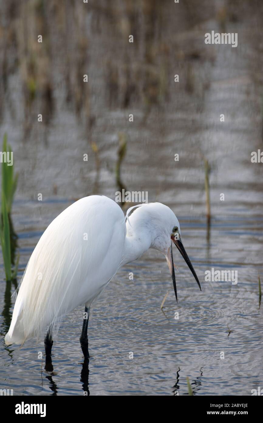 Petite pêche de l'Egret dans le marais Banque D'Images