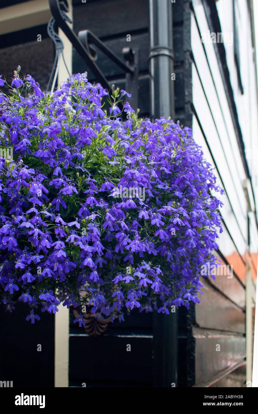 Agrandissement de fleurs bleues à Volendam près d'Amsterdam. Banque D'Images